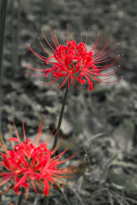 忘川河彼岸花|彼岸花（石蒜科石蒜属的多年生草本植物 ...